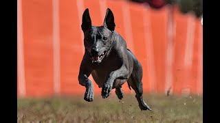 Dulcies Fast Cat Runs at Fayetteville Kennel Club on Oct 19th and 20th of 2024 [upl. by Nika288]