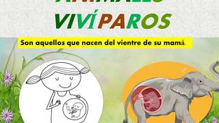 ANIMALES VIVÍPAROS PARA NIÑOS COMO TÚ [upl. by Behah927]