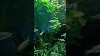 Nature heals Butterfly splitfin at green glow of Cryptocoryne naturelover shorts [upl. by Eca348]