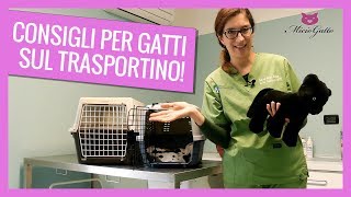 Viaggiare col gatto i consigli del veterinario sul trasportino 🛫 [upl. by Nate]