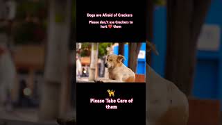 Dogs afraid of Crackers  shorts shortsfeed doglover cute youtubeshorts trending love [upl. by Bridwell]