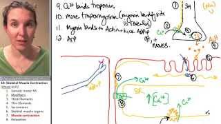 Skeletal Muscle 7 Contraction [upl. by Nonaihr]