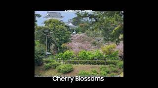 japan odawara cherryblossomseason [upl. by Kerat422]