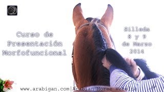 Curso de presentación morfofuncional de caballos árabes y Españoles en Silleda [upl. by Dugald]