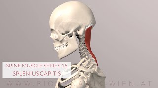 Splenius Capitis Spine Series 15 Neck Muscles 3D Animation [upl. by Anaihsat]