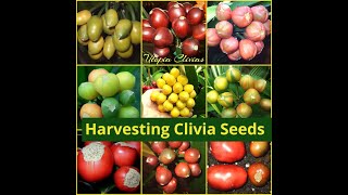 Harvesting Clivia Seeds [upl. by Seumas]