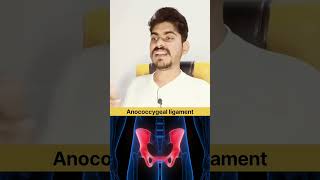 Anococcygeal ligament in Hindi and Function anatomy quiz [upl. by Tra202]