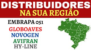 Veja os CONTATOS dos distribuidores de Pintinhos e Pintainhas na sua Região [upl. by Sibeal]