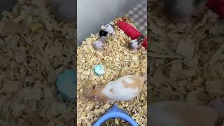 Annelik böyle bi şey işte hamster da olsan çilesi bitmiyor 😥 mother babyhamster [upl. by Sucramat]