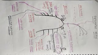 Obturator Nerve  Lower Limb Anatomy  TCML [upl. by Arec450]