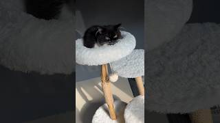 Cat Tree sesuai permintaan para subscriber 🙀 kucinglucu kitten catlover mainankucing [upl. by Sloane213]