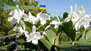 Guarianthe Cattleya skinneri alba Debbie [upl. by Morra]