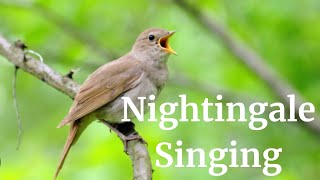 Singing NIGHTINGALE  The Best BIRD SONG [upl. by Holna]