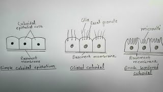 How to draw simple cuboidal epithelium  different types of cuboidal epithelium  most easy way [upl. by Andrus]