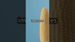 Les bienfaits du maïs doux 🌽 [upl. by Dettmer908]