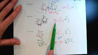 Chem 309 Carbohydrates Part 3 Disaccharides amp Glycosidic Bonds [upl. by Niltac979]