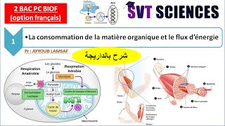 Consommation de la matière organique et flux de lénergie svt 2 bac pc BIOF شرح بالداريجة [upl. by Ayitahs]