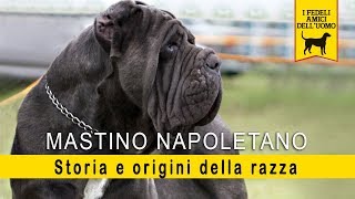 Mastino Napoletano  Storia e Origini della razza [upl. by Eelimaj]