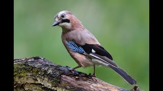 Jay Birds Unveiled Discovering the Beauty and Behaviour of These Colourful Raptors [upl. by Quince]