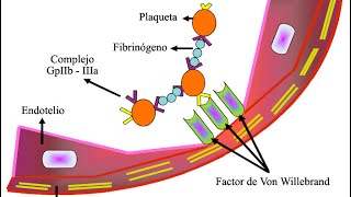 Von Willebrand disease Internal Medicine for USMLE Step 2 prep wwwanatomy2medicinecom [upl. by Idaline195]