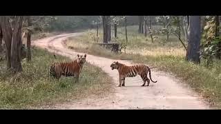 Dominant Male Tiger Roaring On Tigresspenchtigerreserve4526 [upl. by Paquito]