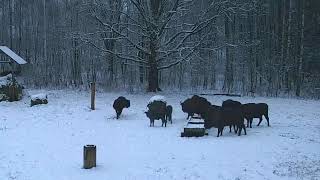 🦬ŻUBRY na Polanie  Browsk  22112024 [upl. by Ahsakal182]