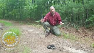 Rattlesnakes Canebrake vs Timber Rattlesnake [upl. by Hallam]