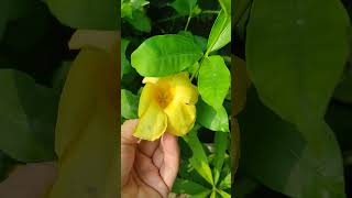 ফুলের নামঃ অলকানন্দা এলামন্ডা Allamanda flowerবৈজ্ঞানিক নামঃ Allamanda everyone foryou [upl. by Jerrilee]