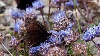 Mariposas diurnas de La Rioja Satyrinae [upl. by Hpeseoj853]