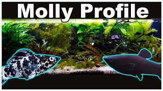 Molly Fish Care and Breeding Lets Clear up All The Confusion [upl. by Nyliret]