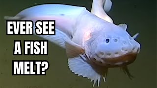 Journey into the Extraordinary World of Snailfish [upl. by Lelah]