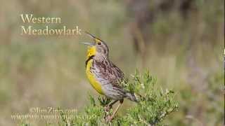 Western Meadowlark [upl. by Chiquia]