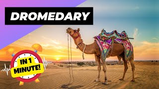 Dromedary  In 1 Minute 🐪 One Of The Tallest Animals In The World  1 Minute Animals [upl. by Secunda]