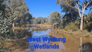 West Wyalong Wetlands [upl. by Dorthy]