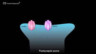 Glutamatergic Synapse Pathway Creative Diagnostics [upl. by Teresita790]