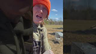 Trapping Chicken Killers homestead ontario homesteader canada chickens [upl. by Cohby478]