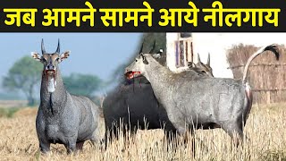 जब आमने सामने आये नीलगाय  Nilgai Ke Bare Mein Jankari [upl. by Boaten102]