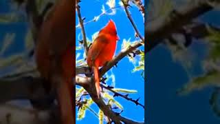 Northern Cardinal Cardinalis cardinalis Maine Minnesota to Texas New Mexico Arizona [upl. by Clovis]