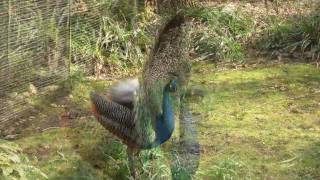 Indian Peafowl Pavo cristatus ♂ Peacock Mating  Balzender Blauer Pfauenhahn 2 [upl. by Ybrad854]