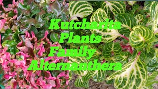 Kutcharita Family Alternanthera Plants [upl. by Ehc510]