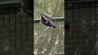 Moorhen visitor Please like and subscribe moorhen bird featheredfriends pond [upl. by Einobe]