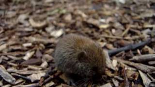 Shorttailed Vole Microtus agrestis [upl. by Ailongam]