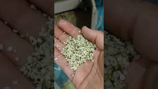 hemp seed dehulling plant [upl. by Aicrag944]