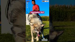 Huge and Aggressive Dog Breed  Wolf Hybrid shorts ytshorts viralshorts wolf [upl. by Leede135]