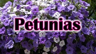 How To Grow Petunias Flowers How To Care and Keep the Petunia Blooming [upl. by Airdnat]