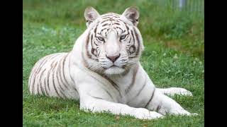 White Tiger Sound Effects 🐯 🔊 [upl. by Estrellita]