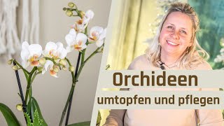 Floristik24  Orchideen richtig umtopfen Orchideen pflegen und dekorieren Tipps und Tricks [upl. by Llevart408]