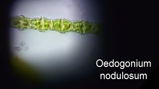 Oedogonium nodulosum [upl. by Clellan]