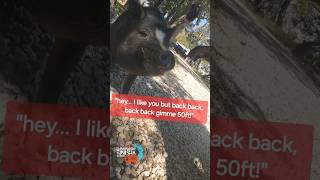 Look at this interesting looking Dog 🐖 pettransport cuteanimals travelvlog petdelivery pets [upl. by Wimsatt]