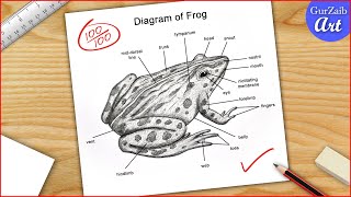 Frog Diagram drawing CBSE  easy way  Labeled Science projects  for beginners [upl. by Bonney875]